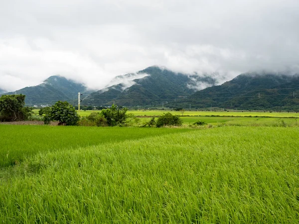 Green Rice Fields White Clouds Mountains Hualien Taiwan — Stock Photo, Image