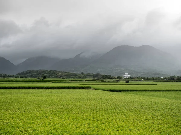 Green Rice Fields White Clouds Mountains Hualien Taiwan — Stock Photo, Image
