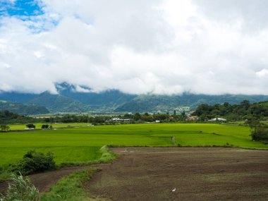 Yeşil pirinç tarlaları, beyaz bulutlar, Hualien, Tayvan 'daki dağlar.