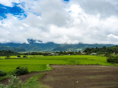 Yeşil pirinç tarlaları, beyaz bulutlar, Hualien, Tayvan 'daki dağlar.