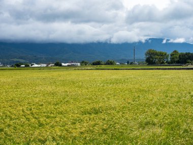 Yeşil pirinç tarlaları, beyaz bulutlar, Hualien, Tayvan 'daki dağlar.