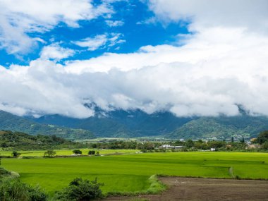 Yeşil pirinç tarlaları, beyaz bulutlar, Hualien, Tayvan 'daki dağlar.