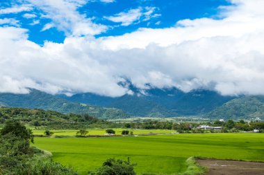 Yeşil pirinç tarlaları, beyaz bulutlar, Hualien, Tayvan 'daki dağlar.