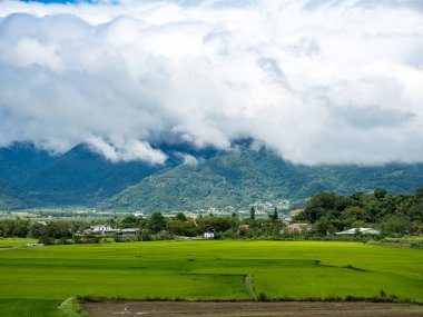 Yeşil pirinç tarlaları, beyaz bulutlar, Hualien, Tayvan 'daki dağlar.