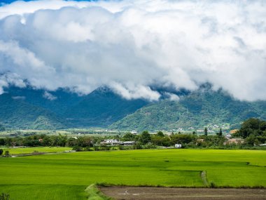 Yeşil pirinç tarlaları, beyaz bulutlar, Hualien, Tayvan 'daki dağlar.