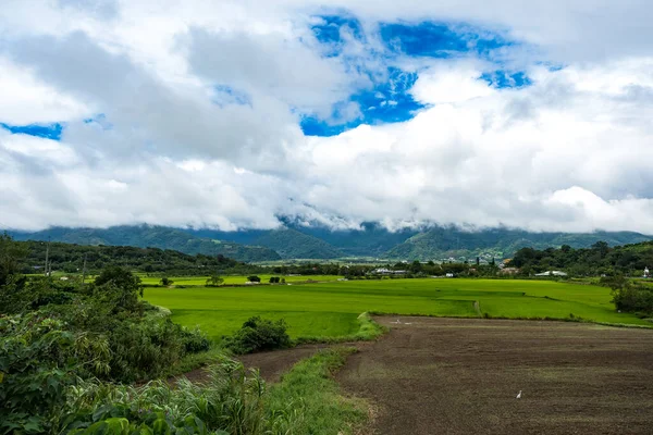 Grüne Reisfelder Weiße Wolken Berge Hualien Taiwan — Stockfoto