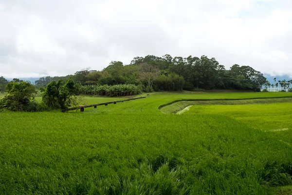 台湾花莲的绿稻田 — 图库照片