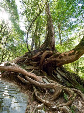 Tayvan 'da kırmızı selvi ağaçları.