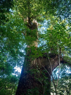 Tayvan 'da kırmızı selvi ağaçları.