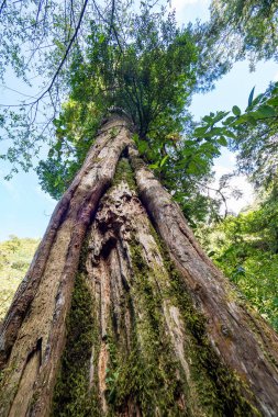 Tayvan 'da kırmızı selvi ağaçları.