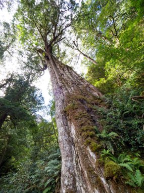 Tayvan 'da kırmızı selvi ağaçları.