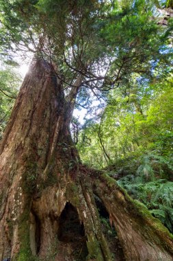 Tayvan 'da kırmızı selvi ağaçları.
