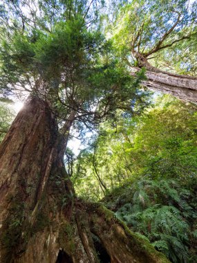 Tayvan 'da kırmızı selvi ağaçları.