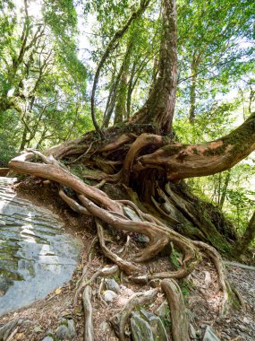 Tayvan 'da kırmızı selvi ağaçları.