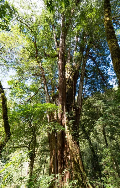 Röda Cypressträ Taiwan — Stockfoto