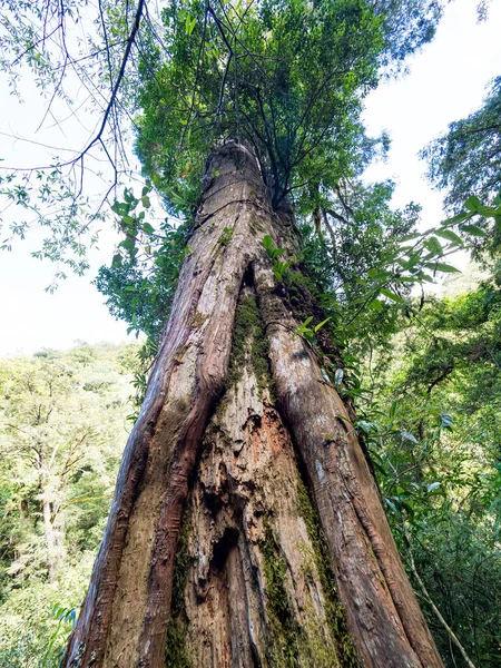 Tayvan Kırmızı Selvi Ağaçları — Stok fotoğraf