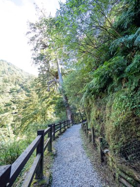 Yeşil ormandan geçen patika..