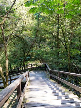 Yeşil ormandan geçen patika..