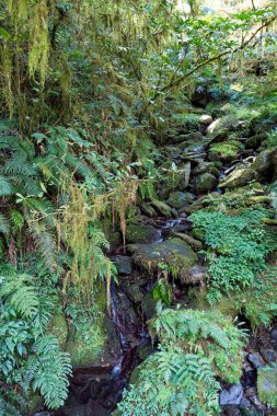 Yeşil ormandan geçen patika..