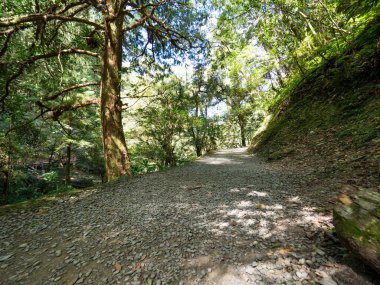 Yeşil ormandan geçen patika..