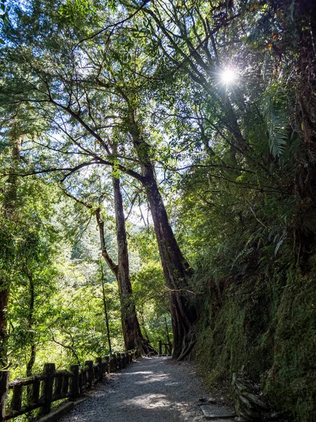Тропинка Идущая Через Зеленый Лес — стоковое фото