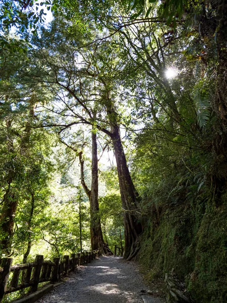 Sentier Pédestre Traversant Forêt Verte — Photo