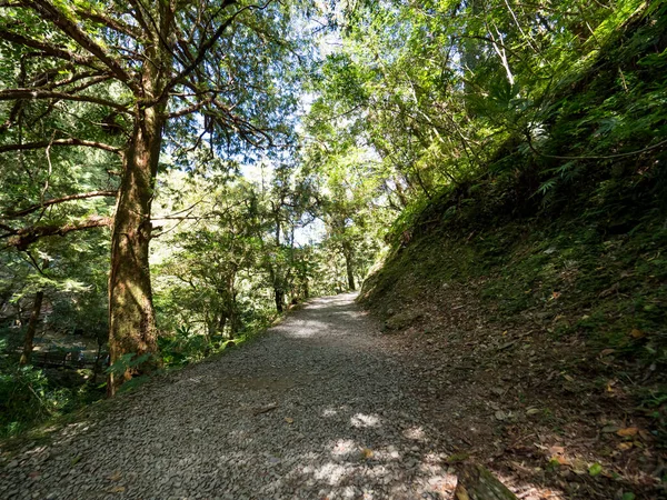 Sentier Pédestre Traversant Forêt Verte — Photo