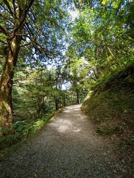 Passo Passo Pela Floresta Verde — Fotografia de Stock