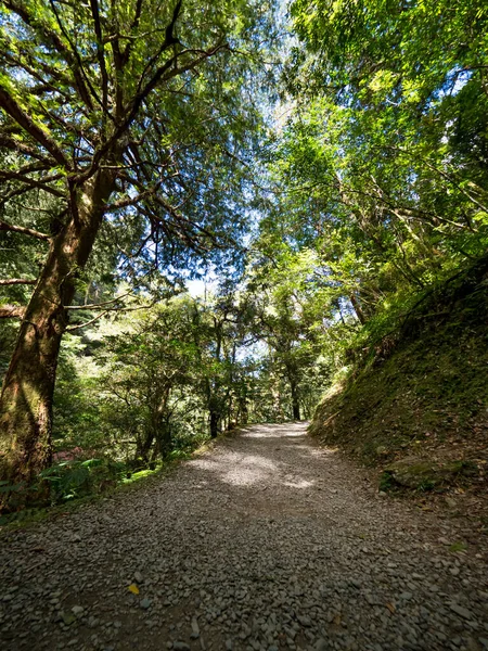 Passo Passo Pela Floresta Verde — Fotografia de Stock