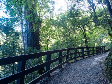 Yeşil ormandan geçen patika..