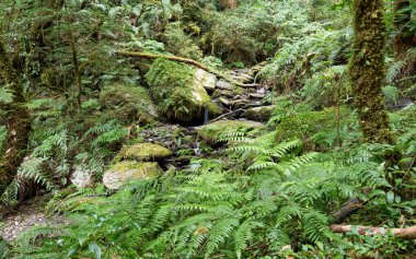 Güzel bir şelale manzarası ve ormandaki taşlar.