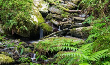 Güzel bir şelale manzarası ve ormandaki taşlar.