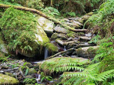 Güzel bir şelale manzarası ve ormandaki taşlar.