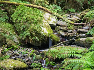 Güzel bir şelale manzarası ve ormandaki taşlar.