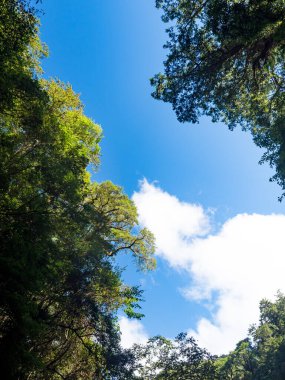 Orman tepe örtüsüne bakıyorum Ağaç kabuğu desenli ağaçlar ve güneş baharda parlıyor