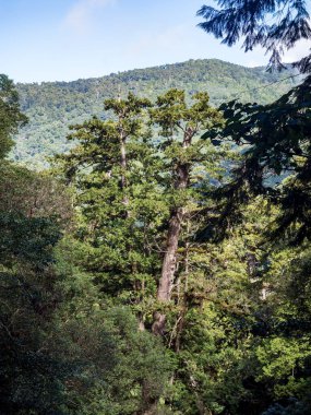 Tayvan 'da kırmızı selvi ağaçları.
