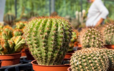 Sulu bitkilerin renkli arkaplanı