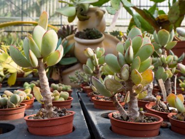 etli bitki bahçe içinde