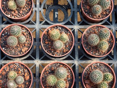 Sulu bitkilerin renkli arkaplanı