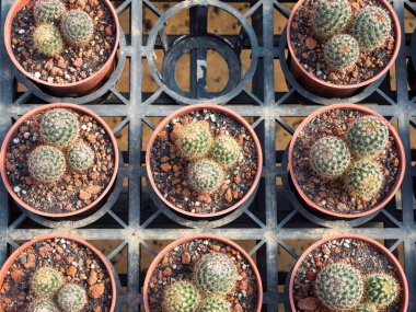 Sulu bitkilerin renkli arkaplanı