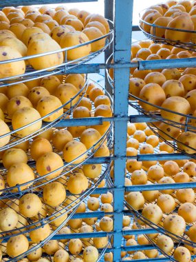 Xinpu kasabası, Hsinchu, Tayvan 'da güneşin altında kurutulmuş hurmalar.