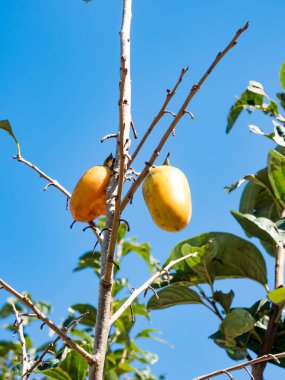 Güneşli bir günde olgun hurma meyveleriyle bir ağacın dalları