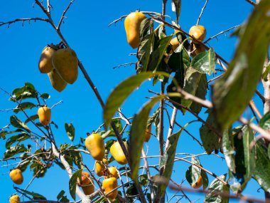 Güneşli bir günde olgun hurma meyveleriyle bir ağacın dalları
