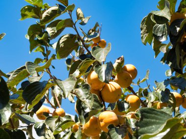 Güneşli bir günde olgun hurma meyveleriyle bir ağacın dalları