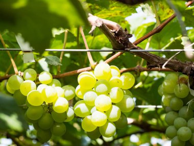 Taze üzümler mahsulden önce şarap mahzeninde..