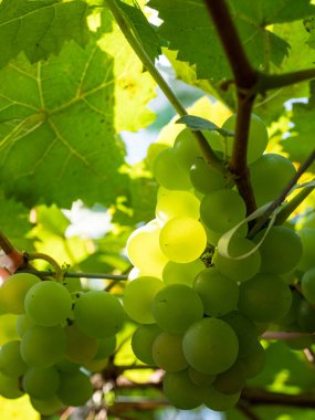 Taze üzümler mahsulden önce şarap mahzeninde..