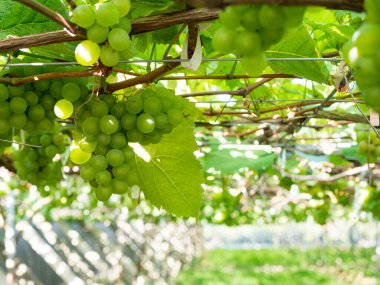 Taze üzümler mahsulden önce şarap mahzeninde..