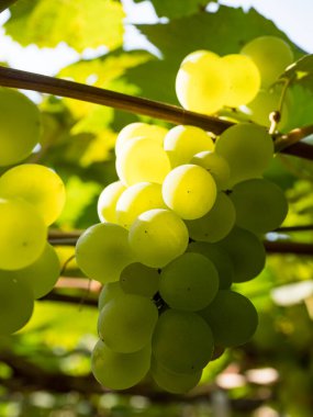 Taze üzümler mahsulden önce şarap mahzeninde..