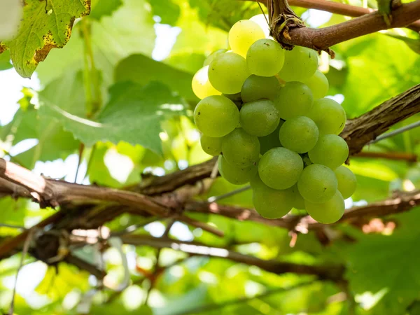 Fresh Grapes Vine Wineyard Harvesting — Stock Photo, Image