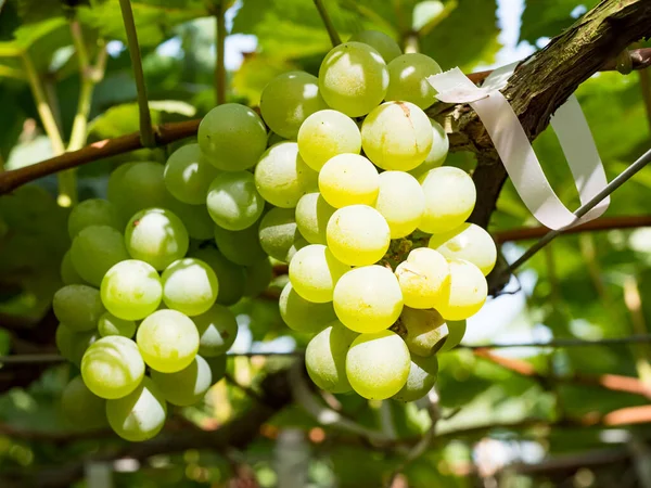 Raisins Frais Sur Vigne Vignoble Avant Récolte — Photo